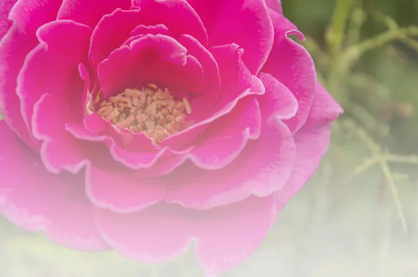 Rosa rosa in morbido sfondo chiaro — Foto Stock