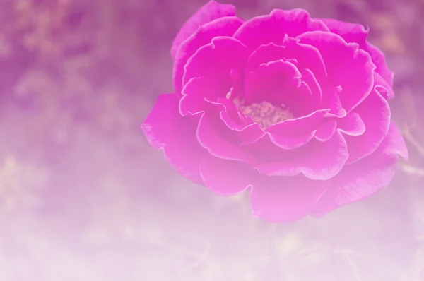 Розовая роза мягкий свет фона — стоковое фото