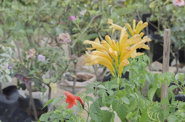 Flor de la ducha de oro - Pyrostegia Venusta —  Fotos de Stock