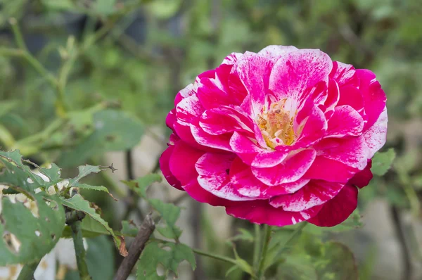 Rosa da vicino rosa — Foto Stock