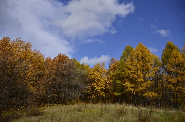 Parkta sonbahar ağaçları