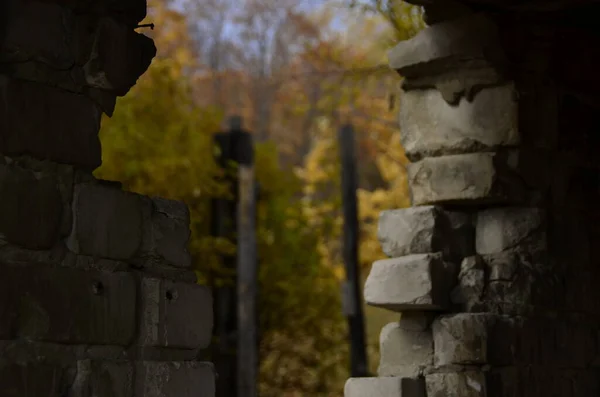 Sonbahar ormanındaki kız.