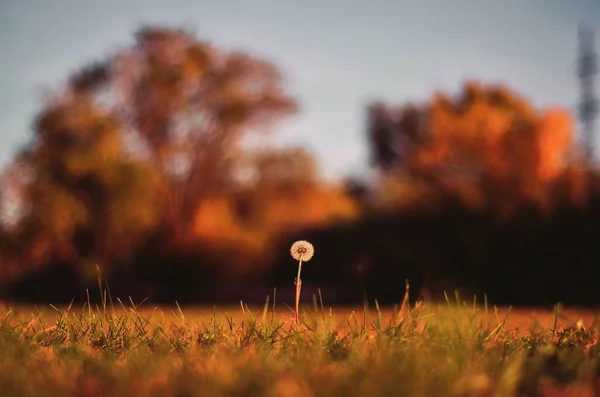 Sonbaharda karahindiba