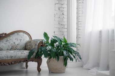 Stüdyoda dekorasyon. Pencere ve sütun beyazdır. Beyaz tuğla duvar. Büyük çiçek..