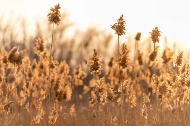 Akşam vakti, güneşin batışında, doğada altın tüy çimeni. Resimli doğa..