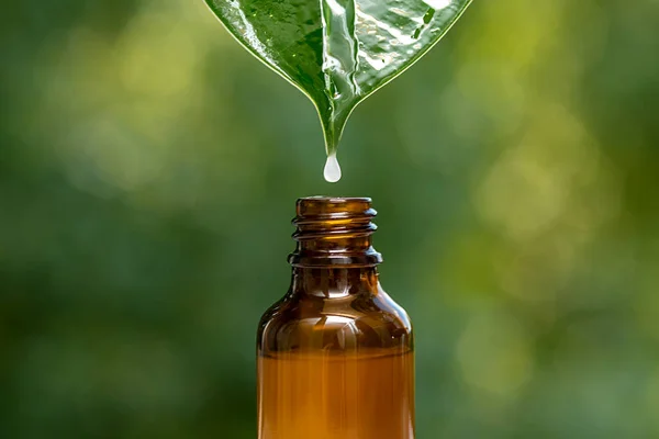 Una Goccia Olio Cosmetico Pende Una Foglia Verde Sopra Bottiglia — Foto Stock