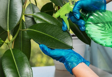 Gloved hands are splashing a green flower at home. Plant care.