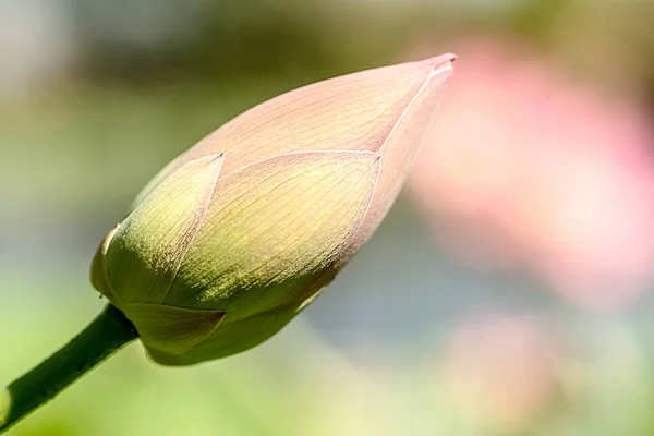 Rosafarbene Lotusblüte Sommer Langstielige Tropische Wasserblume — Stockfoto