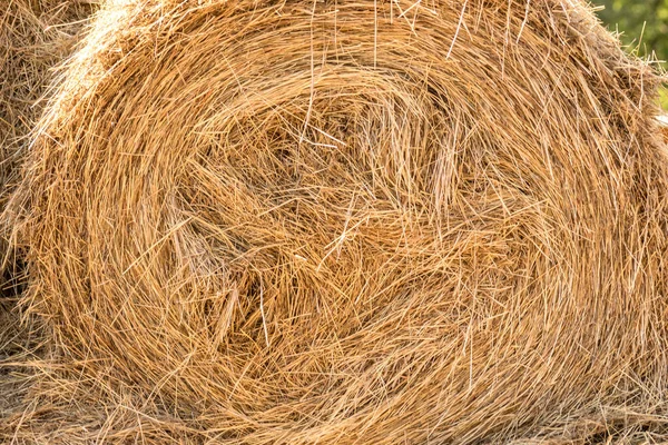 Haystack in de zomer. Een close-up. Drooggras. — Stockfoto