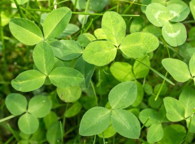 Yonca ayrılıyor. Yeşil çiçekler. Yakın plan. Dışarıda..