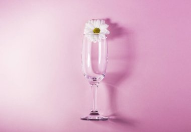 Cam bir şampanya bardağının içinde pembe arka planda beyaz bir çiçek. Kolay biçim, konsept basit ögeler