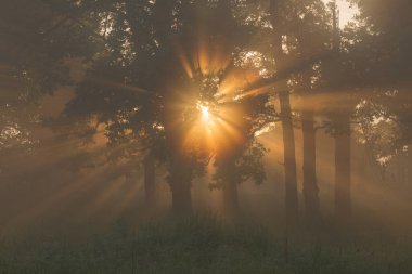 Güneşin ışınları ağaçların ve sislerin arasından
