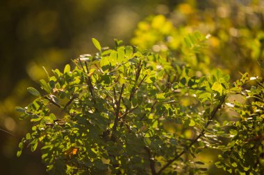 Sonbahar, sonbahar, güneş ışığı, sarı yapraklar...