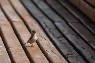 Kuş, serçe, yakın plan, kanatlar, gaga.