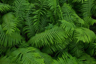 eğreltiotu, yeşil bitki, yaprakların arka planı, yakın plan