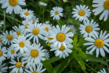 Çiçek, papatya çayı, bitki yakın plan, doğal
