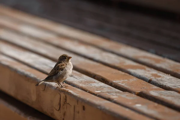 Vogel Mus Close Vleugels Snavel — Stockfoto