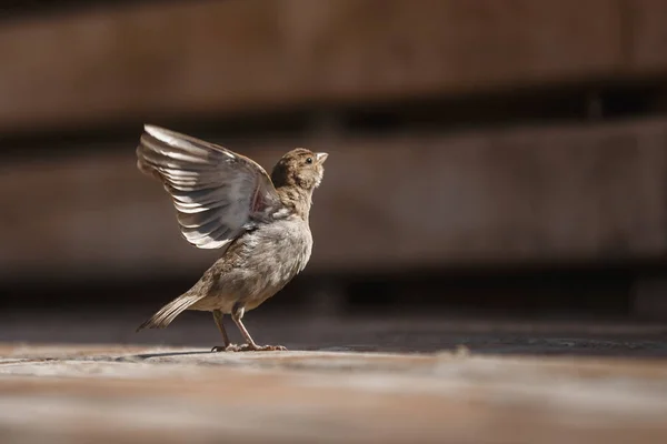 Vogel Sperling Nahaufnahme Flügel Schnabel — Stockfoto