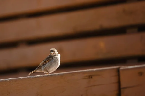 Vogel Mus Close Vleugels Snavel — Stockfoto