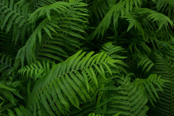 Папоротник Зеленое Растение Фон Листьев Крупным Планом — стоковое фото