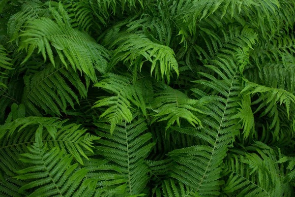 緑の植物 葉の背景 クローズアップ — ストック写真