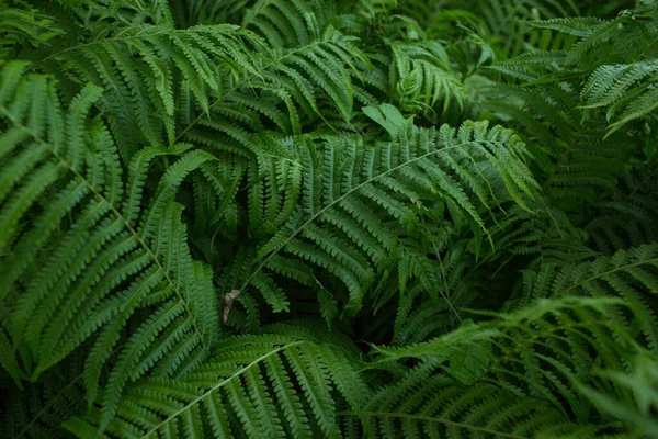 Páfrány Zöld Növény Levelek Háttere Közelkép — Stock Fotó
