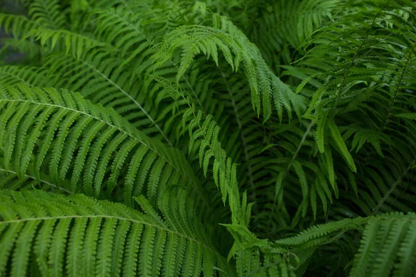 Ormbunke Grön Växt Bakgrund Blad Närbild — Stockfoto