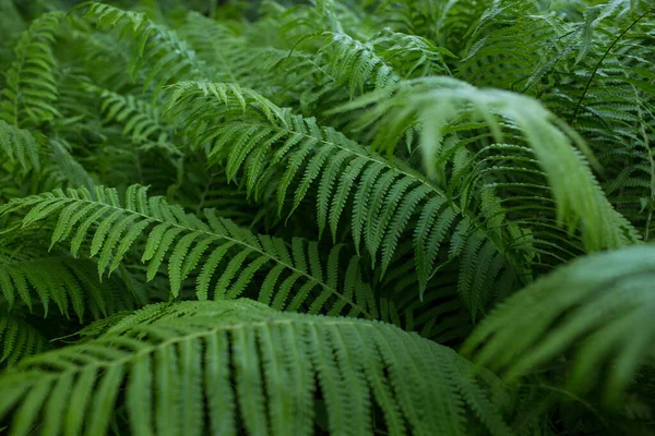 緑の植物 葉の背景 クローズアップ — ストック写真