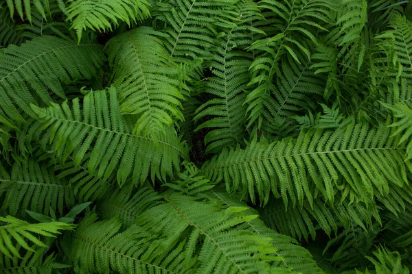 緑の植物 葉の背景 クローズアップ — ストック写真