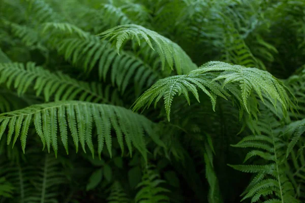 緑の植物 葉の背景 クローズアップ — ストック写真