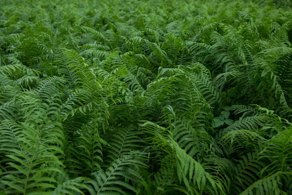 Папоротник Зеленое Растение Фон Листьев Крупным Планом — стоковое фото