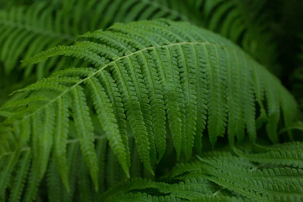 緑の植物 葉の背景 クローズアップ — ストック写真