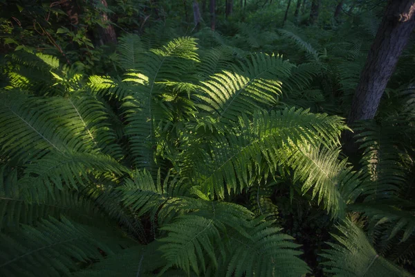 緑の植物 葉の背景 クローズアップ — ストック写真