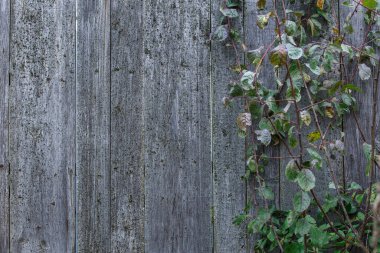 arkaplan, ahşap, yaşlı, gri