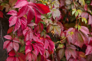 Tahta bir arka planda sarmaşık yaprakları, yakın plan, bitki, yapraklar, desen, doku
