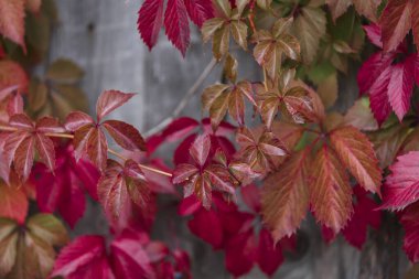 Tahta bir arka planda sarmaşık yaprakları, yakın plan, bitki, yapraklar, desen, doku