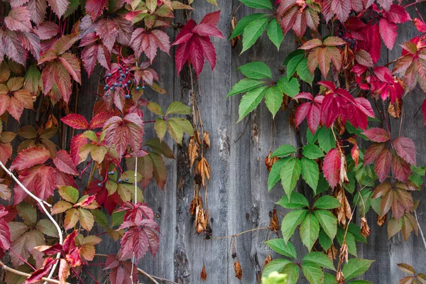 Ivy Leaves Wooden Background Close Plant Leaves Pattern Texture — Stock Photo, Image