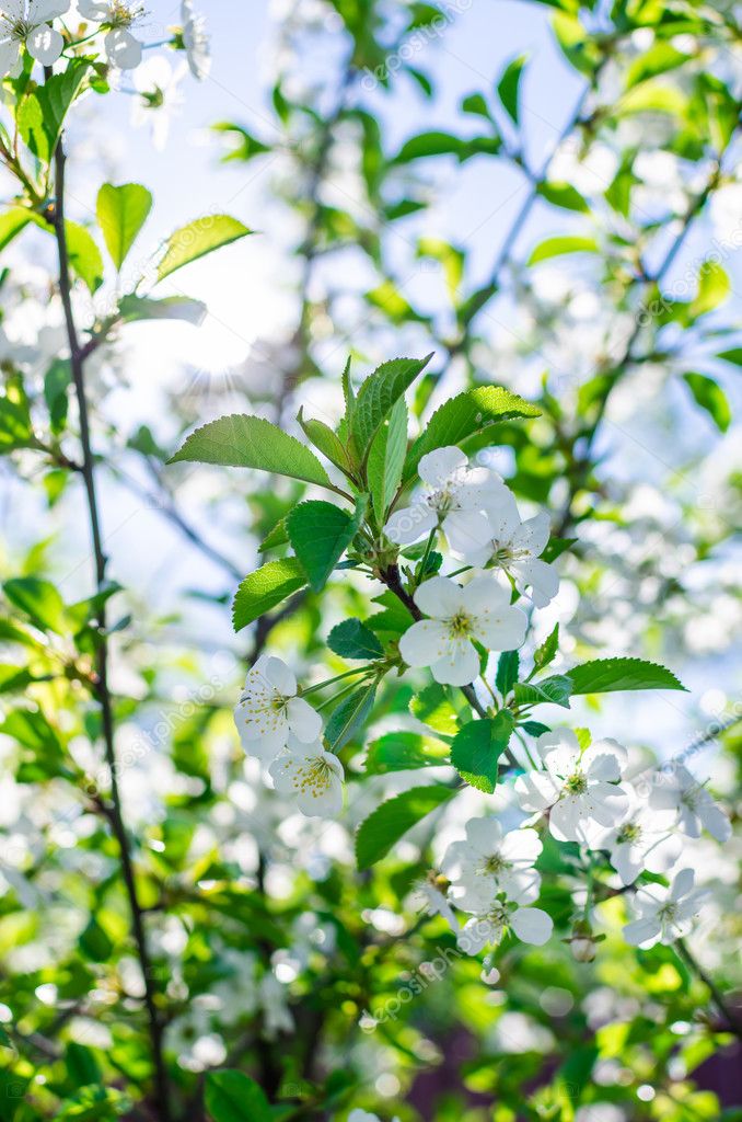 Branches of white flowers cherry blossoms in the garden on a sun