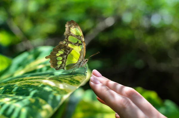 Primer plano mariposa colorida sentada en la mano de la mujer — Foto de Stock