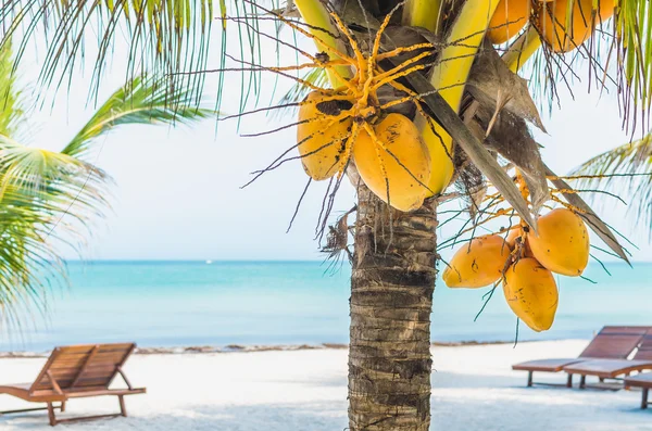 Coconuts on a palm tree against tropical white sandy beach — Stock Photo, Image