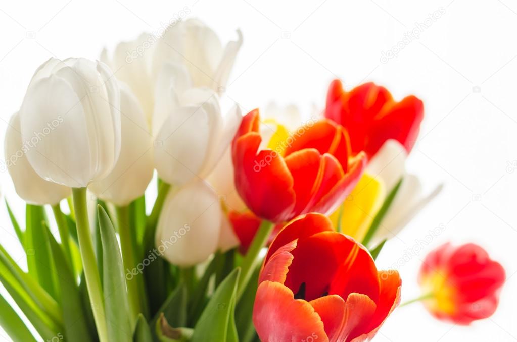 Bouquet of colorful blurry spring tulips on white background