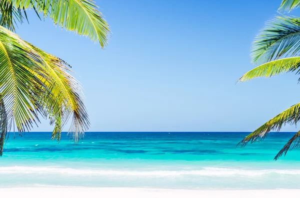 Tropical seaside view and palm trees over turquoise sea at exotic sandy beach in Caribbean sea — Stok fotoğraf