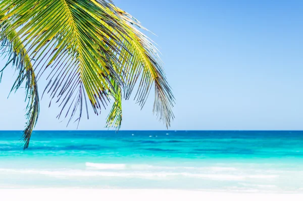 Tropical seaside view and palm trees over turquoise sea at exotic sandy beach in Caribbean sea — Zdjęcie stockowe