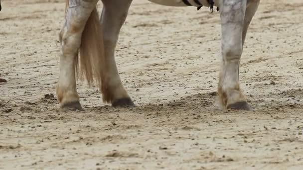 Cavallo di battaglia in attesa del suo proprietario sul campo arato. Primo piano delle zampe di cavallo — Video Stock