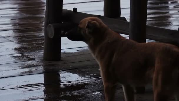 Taking care of homeless animals. Stray dog looking for a friend in the rain — Stock Video