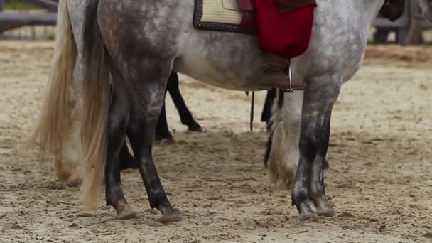 Enviados a cavalo chegaram à cidade e aguardam a resposta do rei — Vídeo de Stock