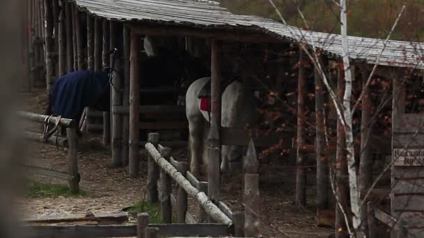 Idade Média. Cuidados com os animais, alimentação de criados e cuidar de cavalos — Vídeo de Stock