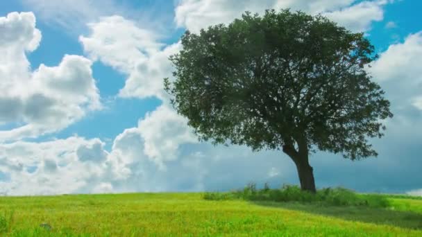 Временной промежуток зеленого дерева, растущего в одиночестве в поле, облака, летящие в голубом небе — стоковое видео