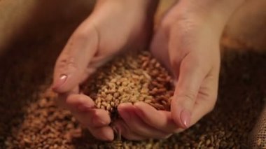 Buğday tahıl, kampanya, tarım iş hasat sonucu holding eller