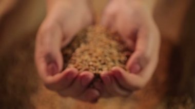 Çalışkan çiftçi kaliteli tahıl, aşk kırpma tarım için avuç holding